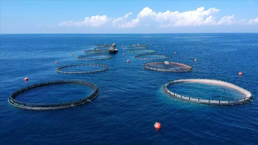 Su ürünlerinde dev adım! Planlı üretim 16 türe genişletildi