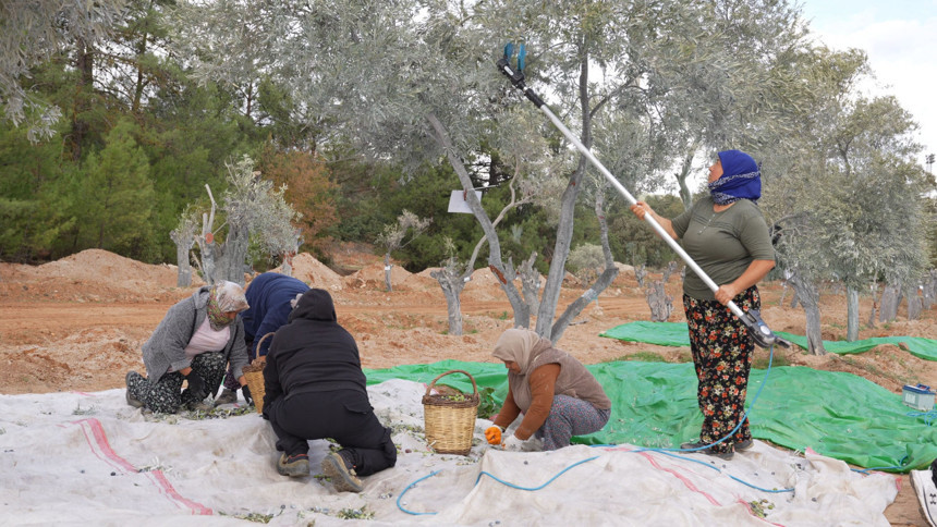 Türkiye’nin en büyük maden sahasında zeytin fidanları toprakla buluştu