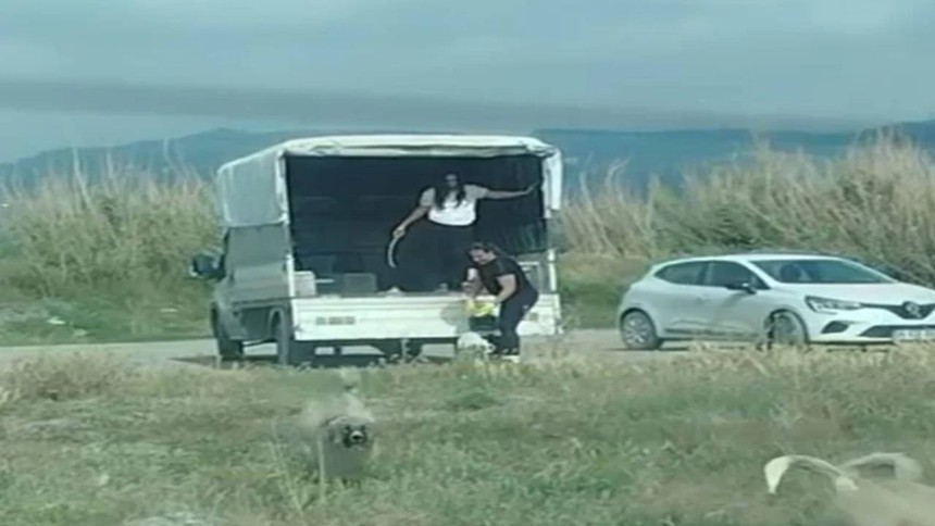 Şoke eden görüntü! Bir kamyonet dolusu sokak köpeğini bıraktıkları yere bakın: Tepki üstüne tepki yağıyor