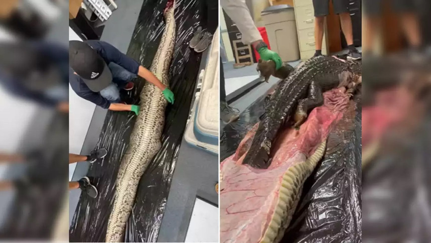 Otopsi yapılan yılanın içinden çıkan şeye inanamayacaksınız!