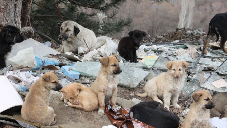 Ankara'da tehlike büyük: Valilik başıboş köpek sayısını açıkladı!