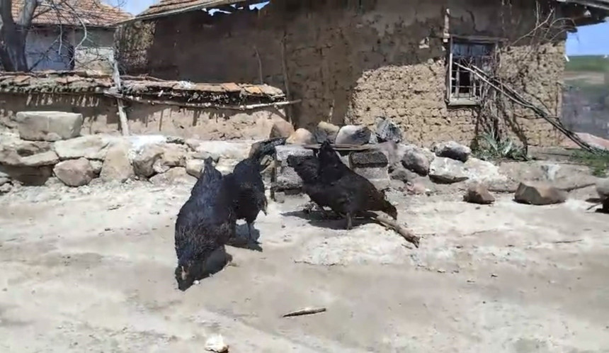 Köylünün beslediği tilki tavukları yedi! Trump benzetmesi gülümsetti