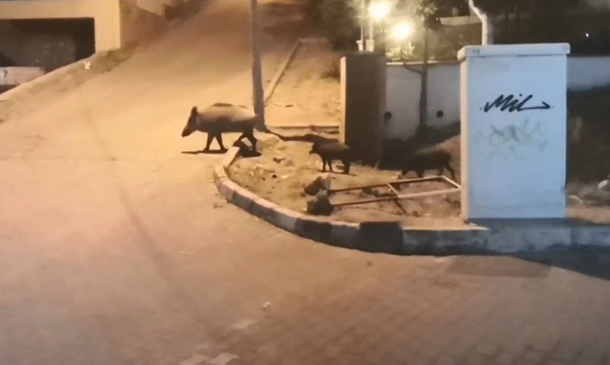 Çare bulamayınca domuzlarla selfie moda oldu... Şehir merkezlerine kadar iniyorlar