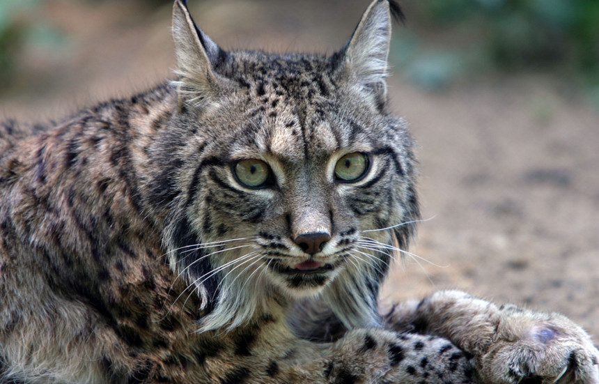 Vaşak kedisi özellikleri ve fotoğrafları