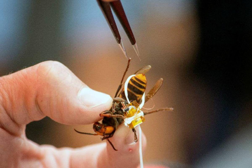 Bilim insanları katil eşek arısını kaybetti