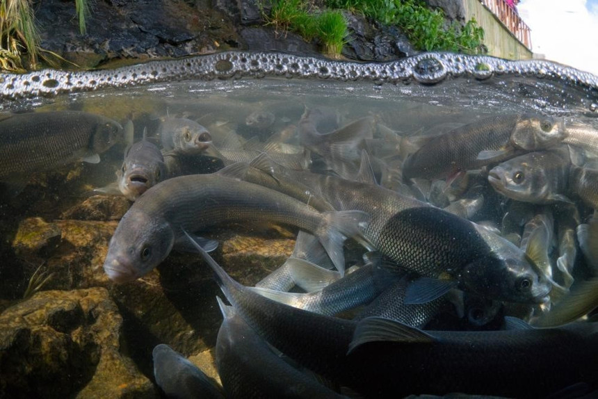 Van'ın simgelerinden inci kefali, tescil belgesiyle koruma altına alındı - Resim : 2