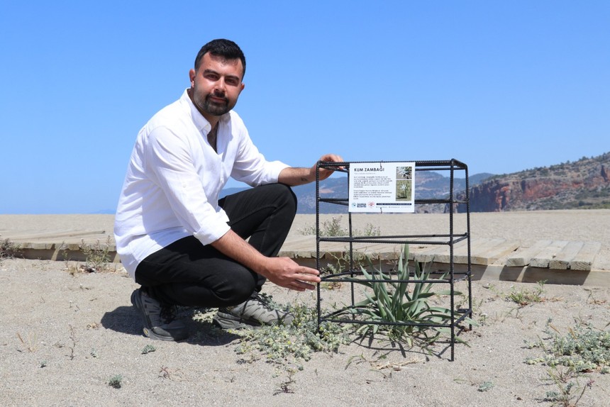 Antalya'da kum zambakları koruma altına alındı
