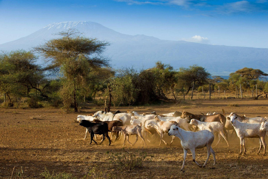 Afrika’da Bir Kurban, Bir Aileye Bayram Sevinci Oluyor