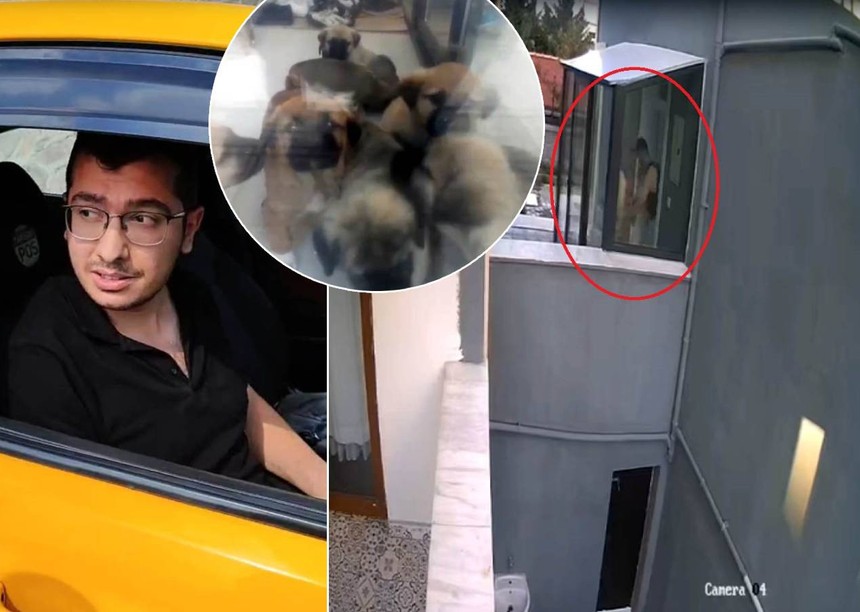 Türkiye'nin yeni psikopatı! Doktor, sahiplendiği 26 yavru köpeği evinin balkonunda öldürdü