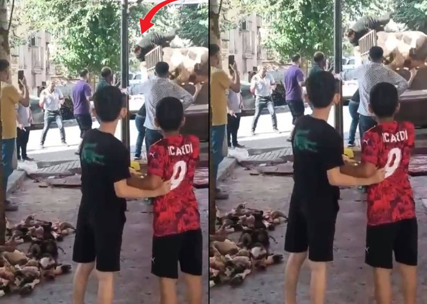 Kamyonette boğa güreşi! Şanlıurfalı kasap hayatının kabusunu yaşadı