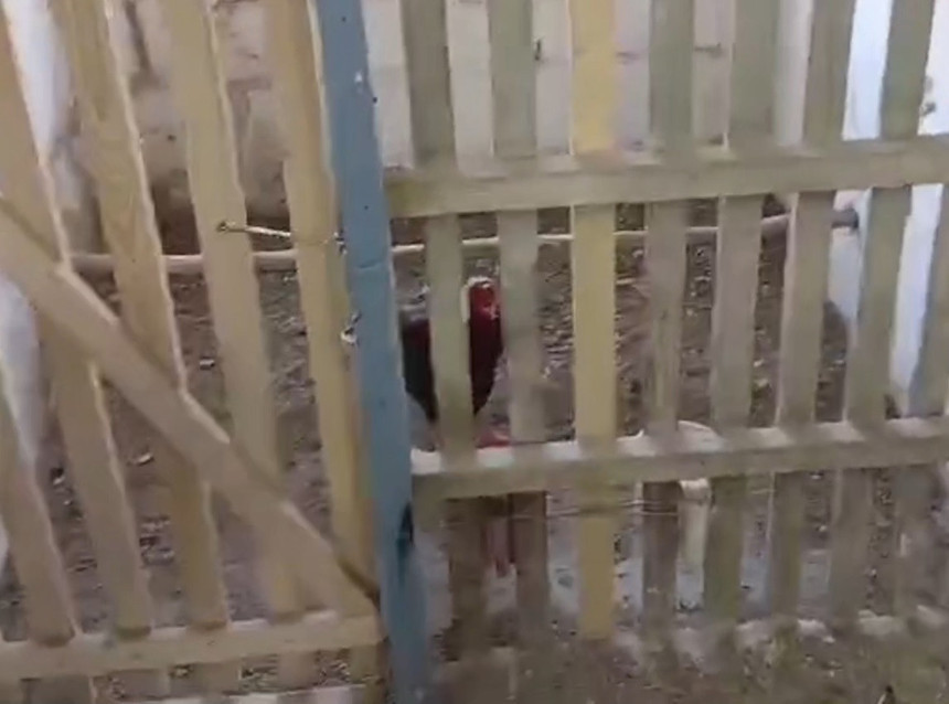 Mersin'de horoz dövüştürenlere 1.2 milyon TL ceza! 21 horoz koruma altına alındı