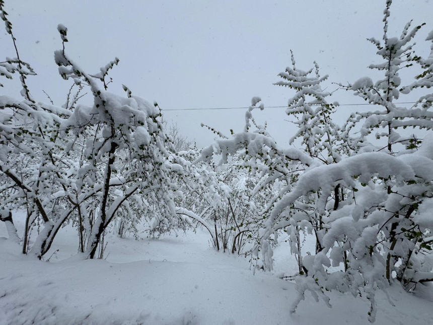 Ordu’ya nisanda kar yağdı, fındıkta zirai don riski oluştu