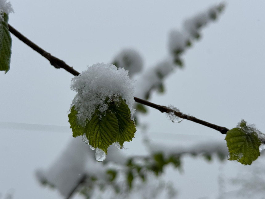 Ordu’ya nisanda kar yağdı, fındıkta zirai don riski oluştu - Resim : 2