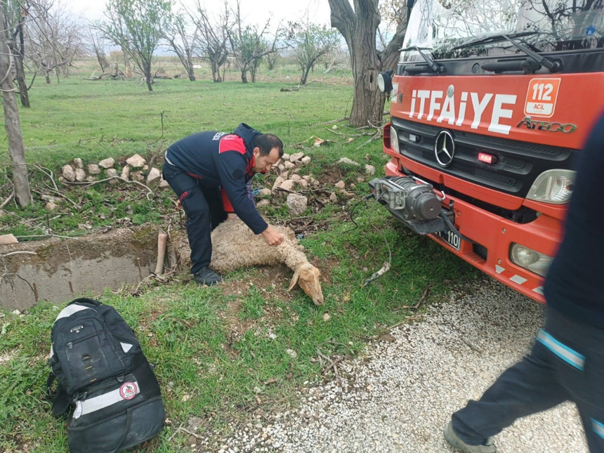 Çivril'de 5 metrelik kuyuya düşen koyun itfaiye ekiplerinin çalışmasıyla kurtarıldı - Resim : 2