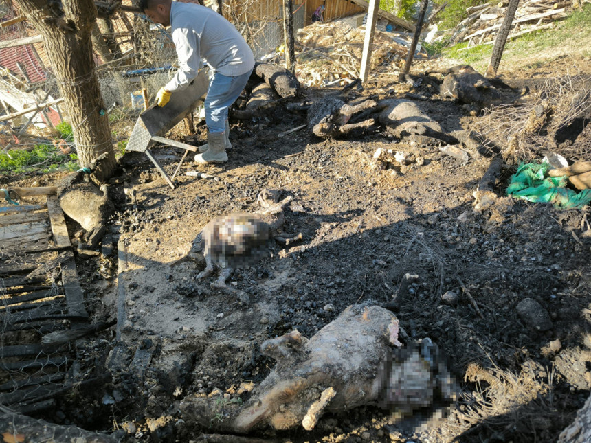 Karaman’da ağıl yangını! 11 küçükbaş hayvan telef oldu! Kundaklama şüphesi var