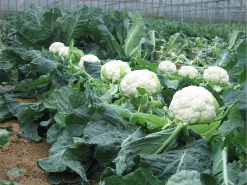 İstanbul’da kasım ayı fiyatları belli oldu! En yüksek artış sinema biletinde, en büyük düşüş karnabaharda - Resim : 2