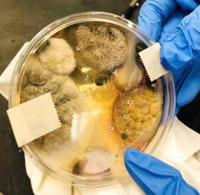 6 köklü diş dişçilerin kabusu oldu! - Sayfa 24