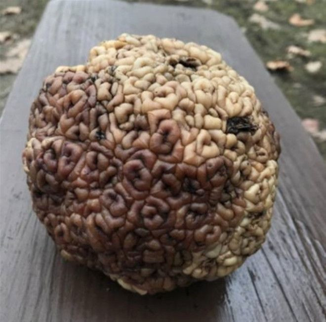 6 köklü diş dişçilerin kabusu oldu! - Sayfa 18