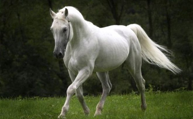 "Müslüman bir devlet Avrupa'nın hakimi olacak!" - Sayfa 17