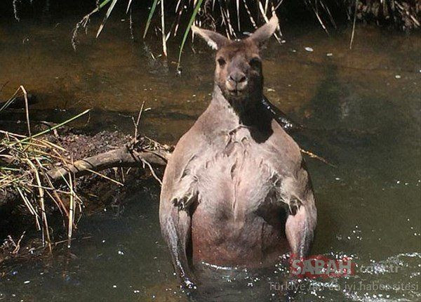 Protein tozu değil, Allah vergisi... - Sayfa 8