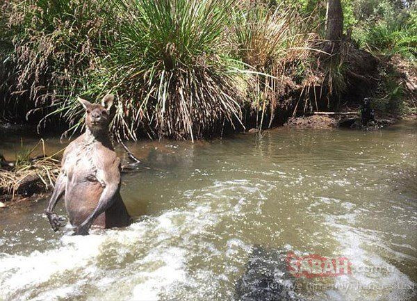 Protein tozu değil, Allah vergisi... - Sayfa 12