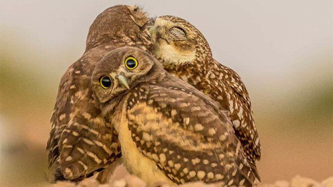 Hayvanlar dünyasının komik sakinleri... - Sayfa 21