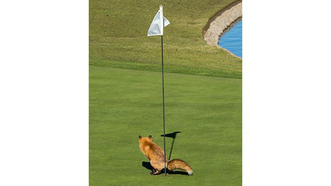 Hayvanlar dünyasının komik sakinleri... - Sayfa 12