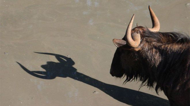 Hayvanlar dünyasının komik sakinleri... - Sayfa 17