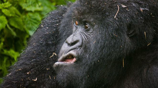 Hayvanlar dünyasının komik sakinleri... - Sayfa 15