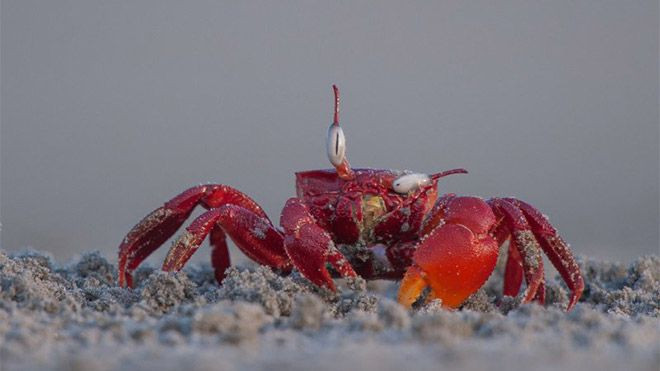 Hayvanlar dünyasının komik sakinleri... - Sayfa 19