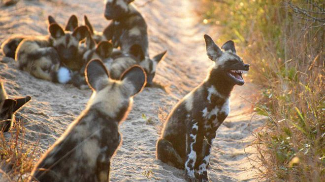 Hayvanlar dünyasının komik sakinleri... - Sayfa 18