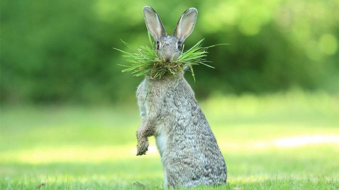 Hayvanlar dünyasının komik sakinleri... - Sayfa 9
