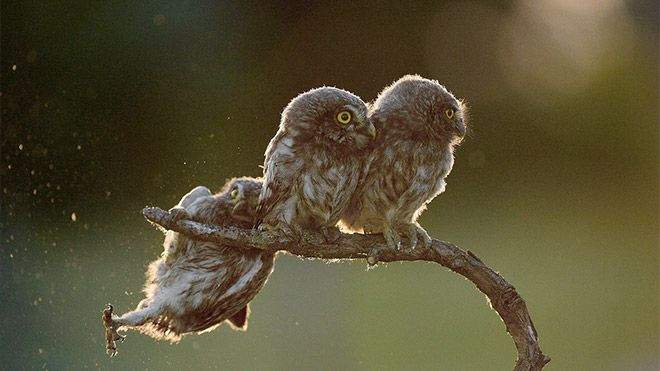 Hayvanlar dünyasının komik sakinleri... - Sayfa 24