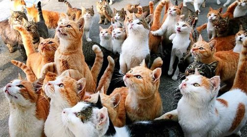 Seçim heyecanı, sosyal medyaya böyle yansıdı... - Sayfa 10