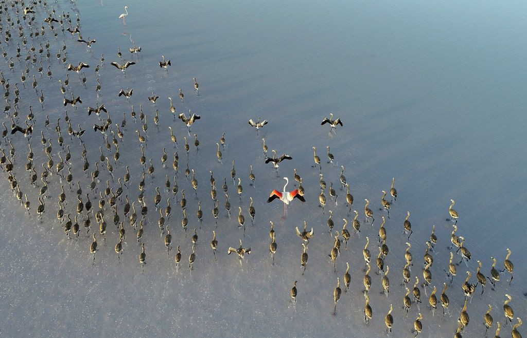 Tuz Gölü'nde flamingo şöleni... - Sayfa 7