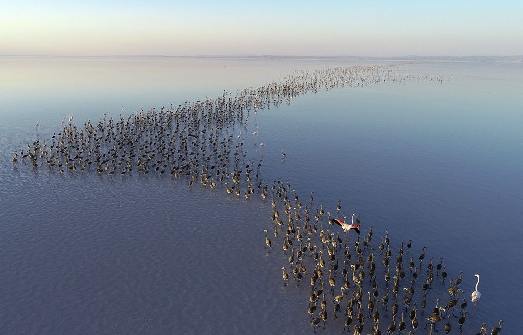 Tuz Gölü'nde flamingo şöleni... - Sayfa 11