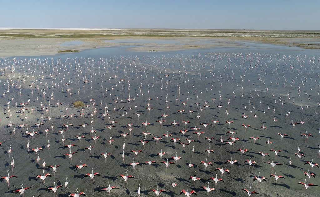 Tuz Gölü'nde flamingo şöleni... - Sayfa 13