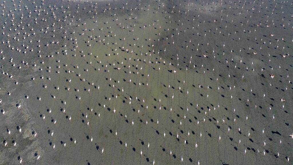 Tuz Gölü'nde flamingo şöleni... - Sayfa 15