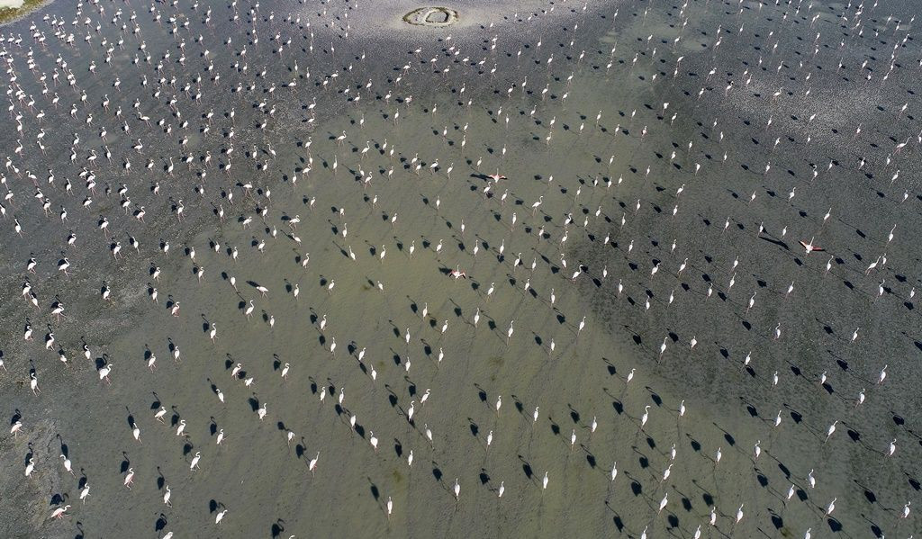 Tuz Gölü'nde flamingo şöleni... - Sayfa 16