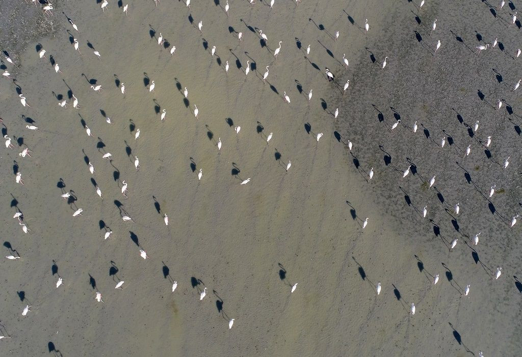 Tuz Gölü'nde flamingo şöleni... - Sayfa 17