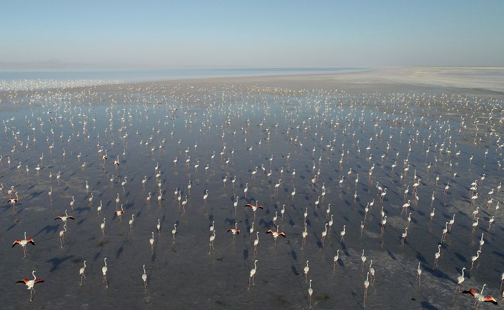 Tuz Gölü'nde flamingo şöleni... - Sayfa 22