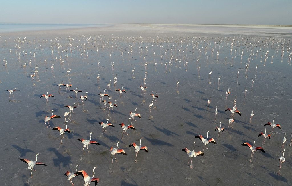 Tuz Gölü'nde flamingo şöleni... - Sayfa 23