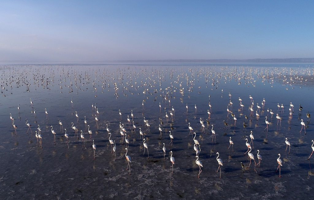 Tuz Gölü'nde flamingo şöleni... - Sayfa 24