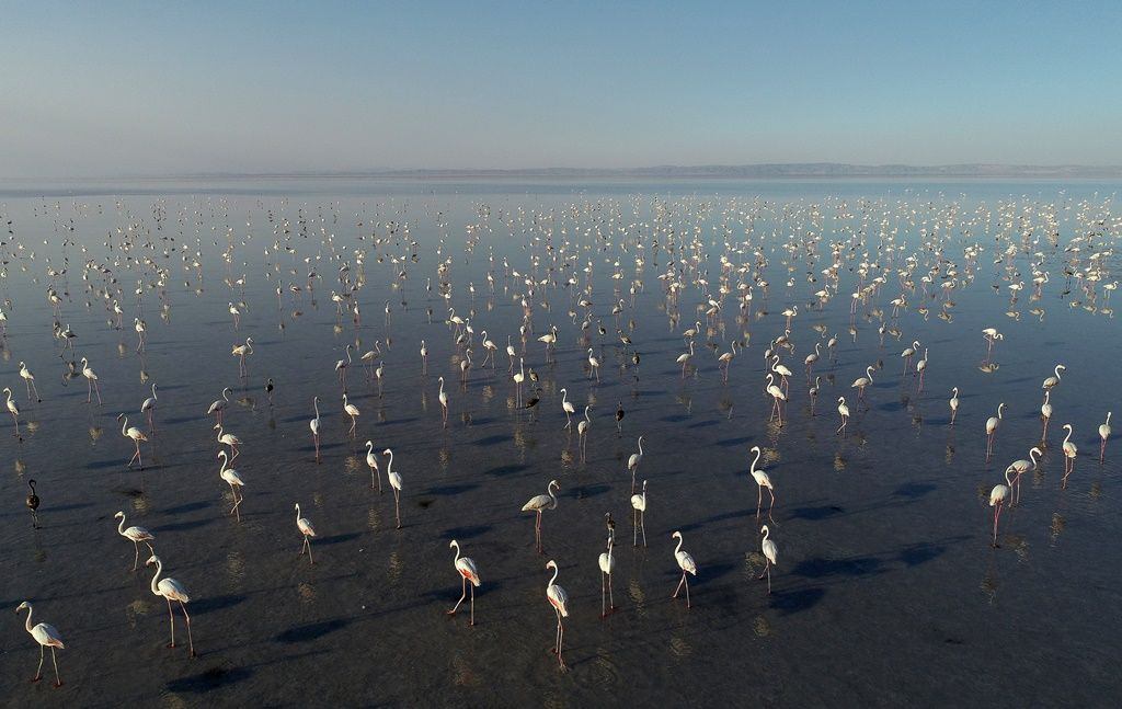 Tuz Gölü'nde flamingo şöleni... - Sayfa 25