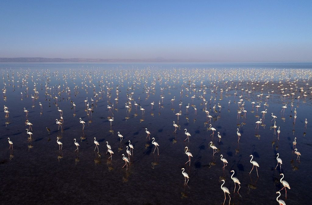 Tuz Gölü'nde flamingo şöleni... - Sayfa 27