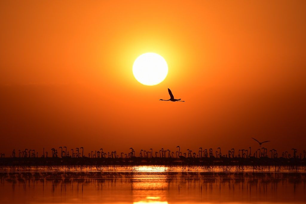 Tuz Gölü'nde flamingo şöleni... - Sayfa 28