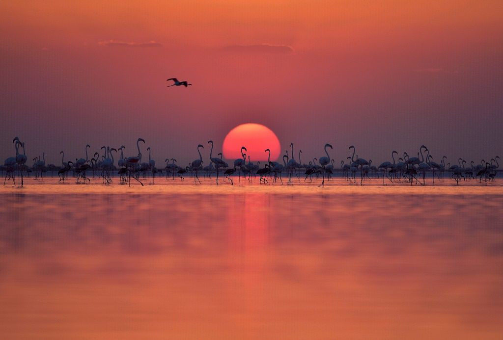 Tuz Gölü'nde flamingo şöleni... - Sayfa 36