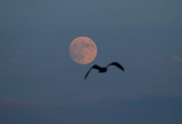 İstanbul'da dolunay resitali! Büyüledi... - Sayfa 14