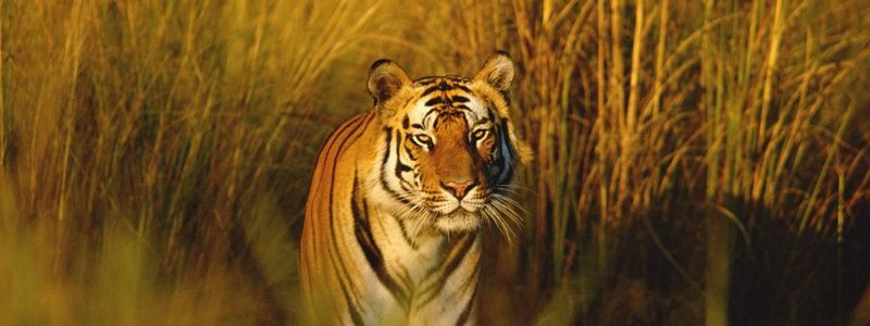 2 milyon yıllık kaplanların nesli tükeniyor! - Sayfa 10