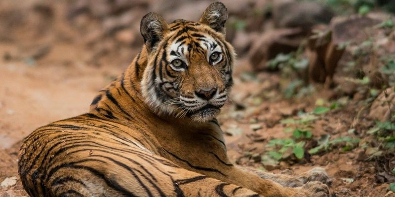 2 milyon yıllık kaplanların nesli tükeniyor! - Sayfa 20